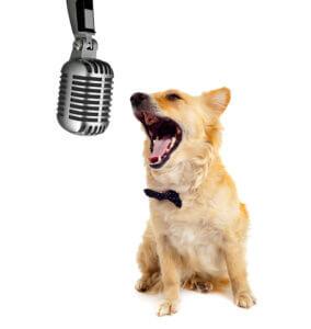<p>Brown and white short coated dog talking into podcast microphone</p>
